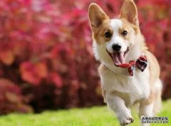<b>如何讓狗狗安靜下來？——寵物百科知識</b>