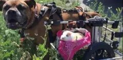 動物間沒有真感情？這只狗狗表示不服！
