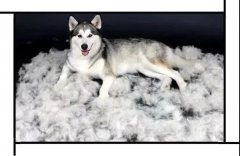 毛質差、過度脫毛？華興重磅推出犬美毛處方糧