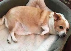 干貨：哈士奇狗狗的飼養要點 華興寵物食品